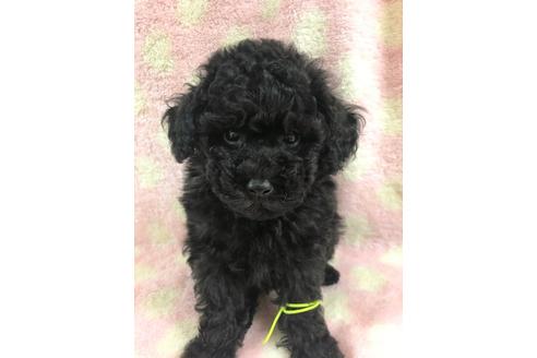 成約済の千葉県のトイプードル-105486の1枚目